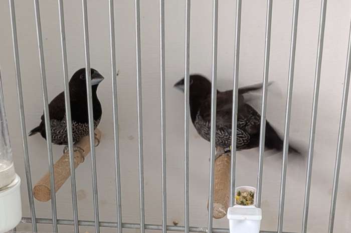 koppel zwartbruine