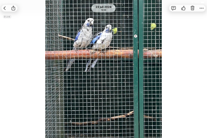 pennant rosella parkiet blauw