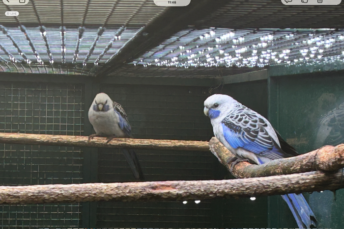 pennant rosella parkiet blauw