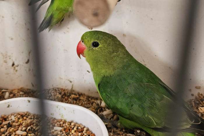 koppel taranta