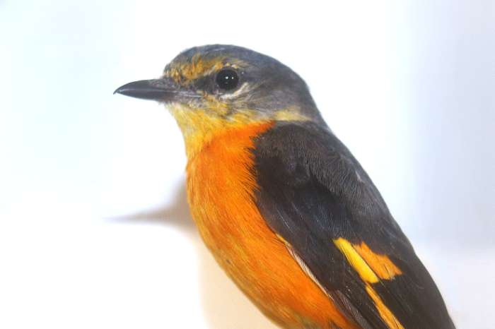 menie vogel