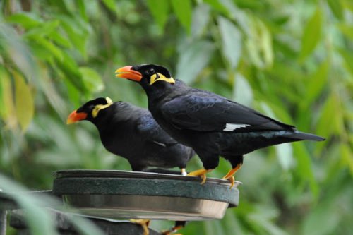 1-1 middel beo (gracula religiosa intermedia)