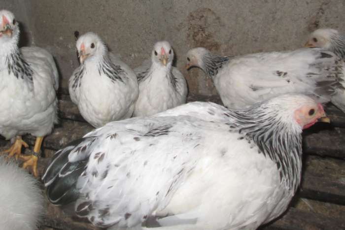 jonge wyandotte krielen