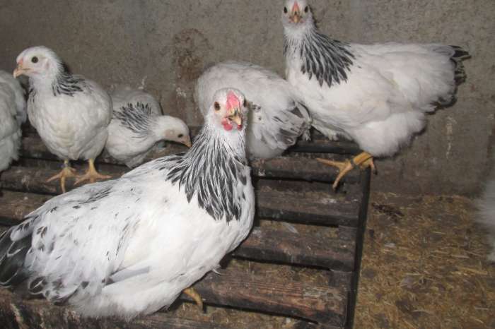 jonge wyandotte krielen
