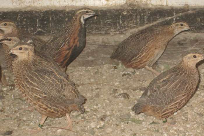 jonge harlekijnkwartels