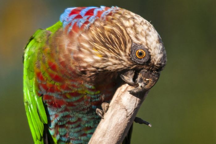 kraagpapegaai ( deroptyus accipitrinus)