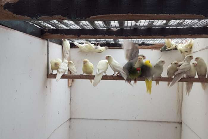 jonge kakariki ( blauwgezoomd,cremefallow)