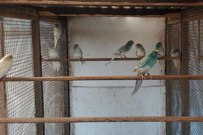 jonge kakariki ( blauwgezoomd,cremefallow)