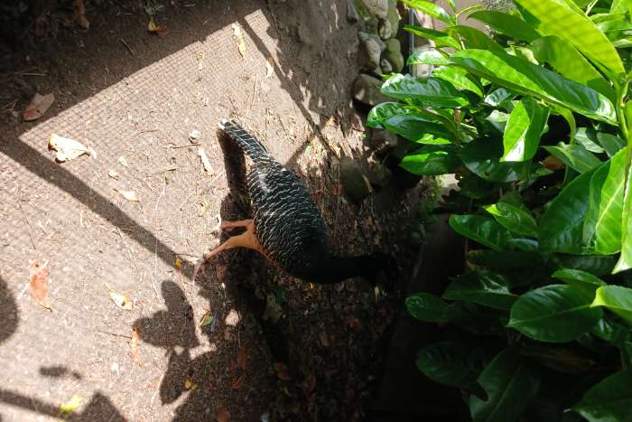 koppel crax fasciolata