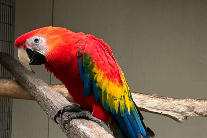 macaw and african grey
