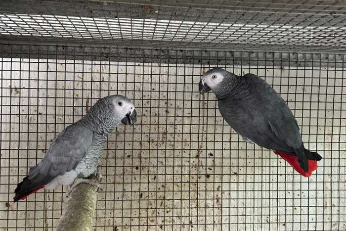 macaw and african grey