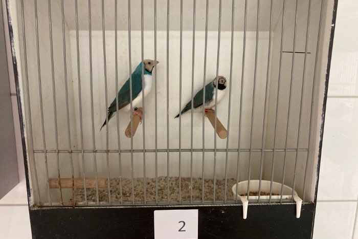 gouldamadine blauw witborst en blauw paarsborst