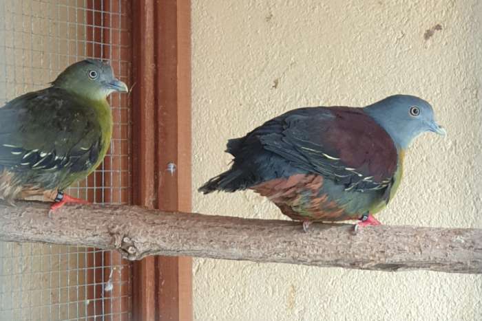 fruit pigeons