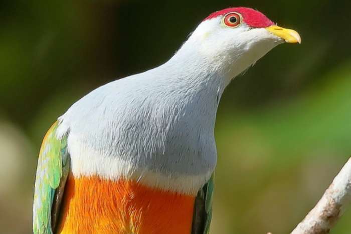 fruit pigeons