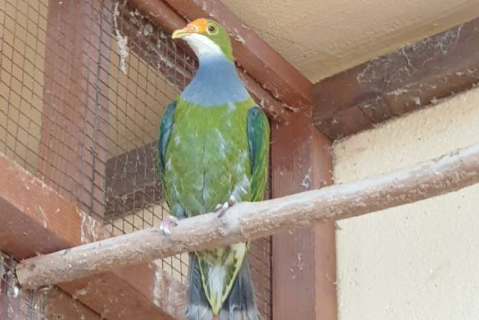 fruit pigeons