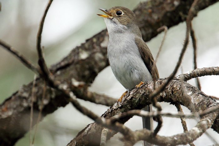 leigrijze een cubaanse solitaire