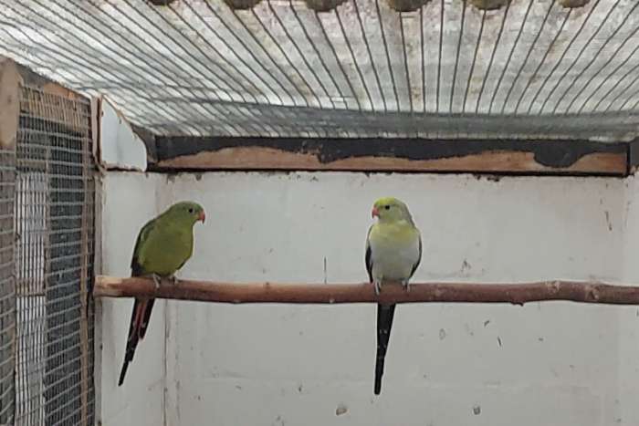 bergen.cloncury.barnard.barraband.rosella koppels