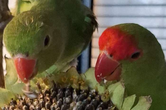 1,3 tarantas abzugeben