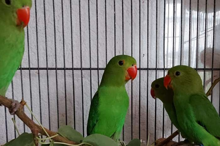 1,3 tarantas abzugeben