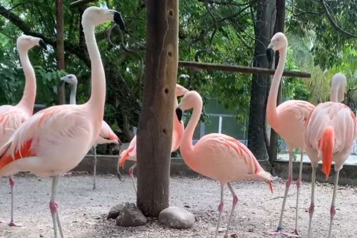 flamingo
