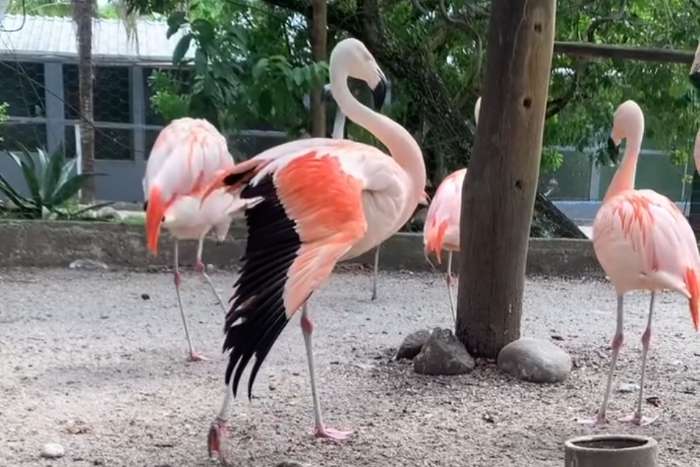 flamingo