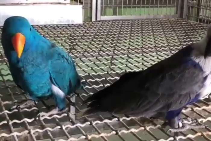 eclectus roratus