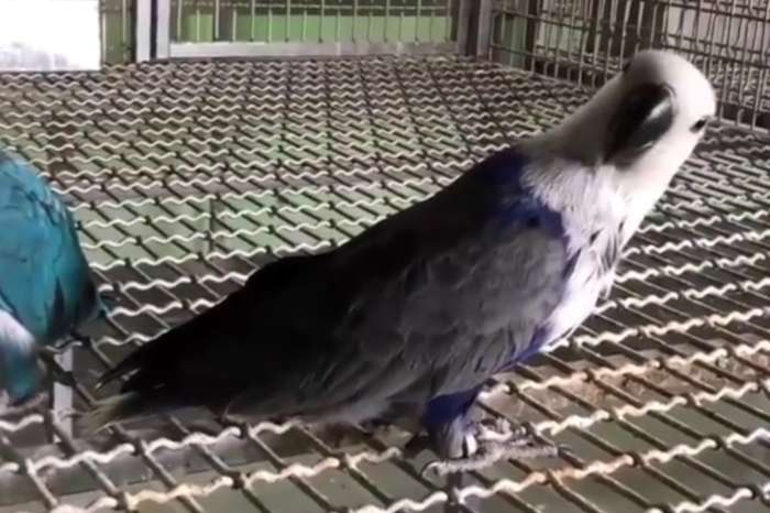 eclectus roratus