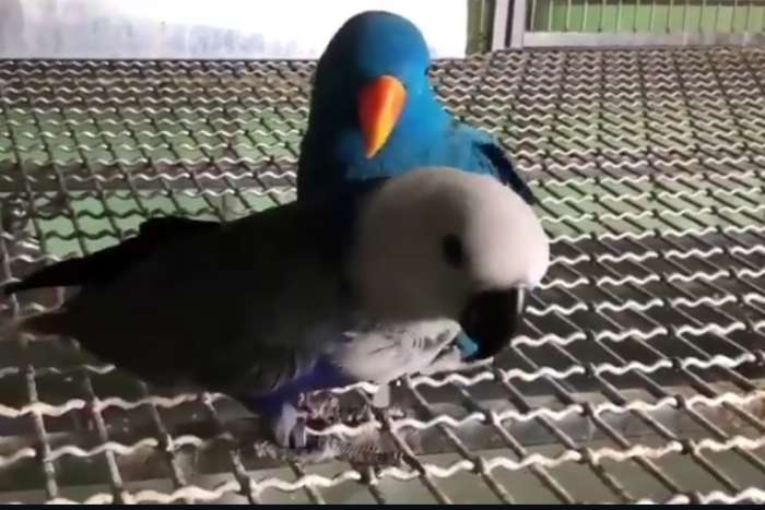 eclectus roratus