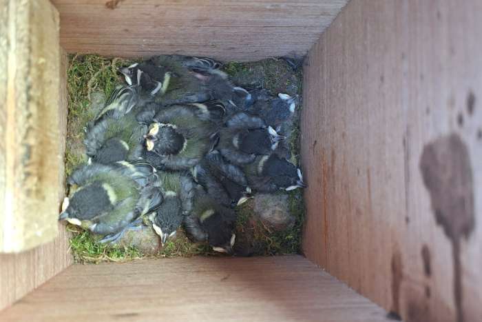 nestkasten allerlei