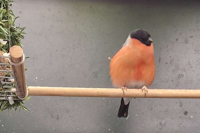 1 goudvink man zoekt snel nieuw onderkomen