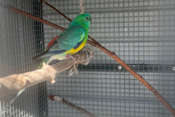 koppel roodruggen