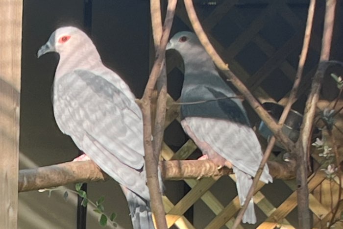 ducula pinon and rubricera