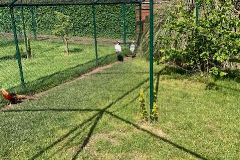 jufferkraanvogels
