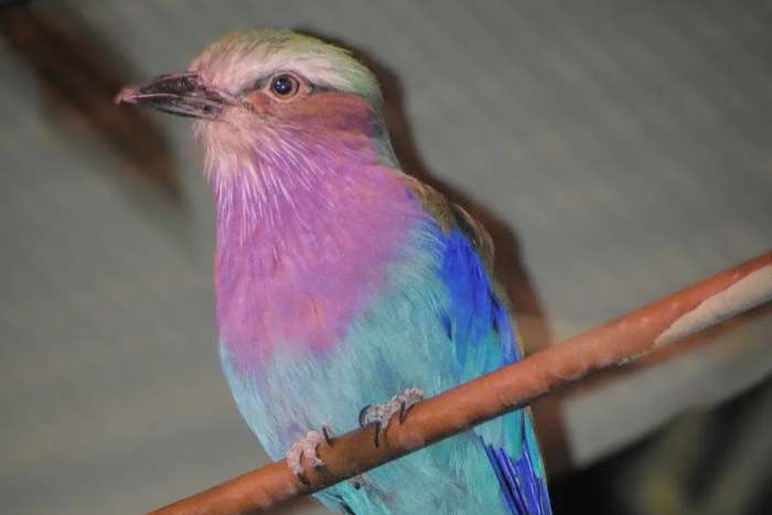coracias caudatus