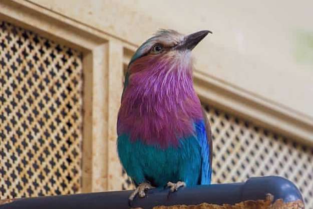 coracias caudatus