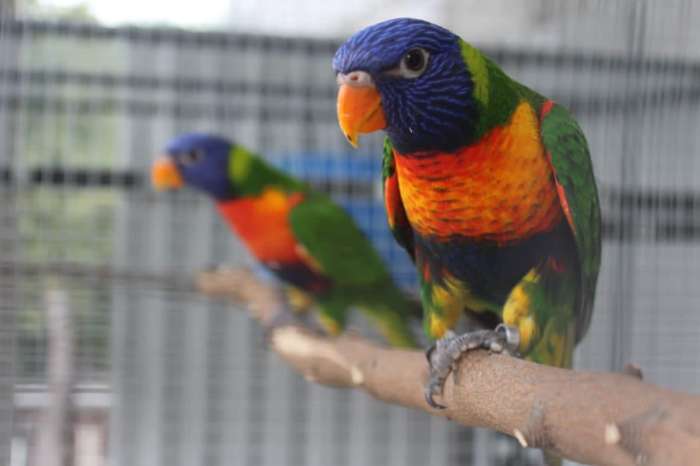 trichoglossus moluccanus