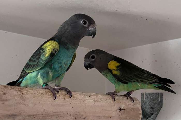 1-1 poicephalus meyeri saturatus 2025-2026