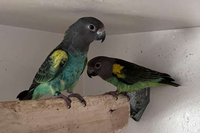 1-1 poicephalus meyeri saturatus 2025-2026