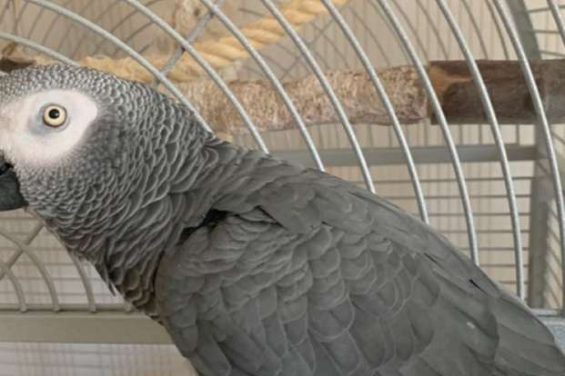 intelligent african grey parrot whatsapp +447877289024