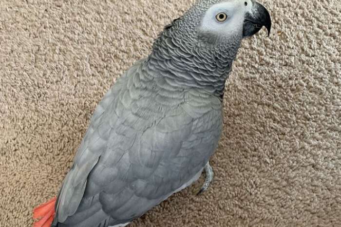 intelligent african grey parrot whatsapp +447877289024