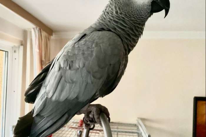 intelligent african grey parrot whatsapp +447877289024