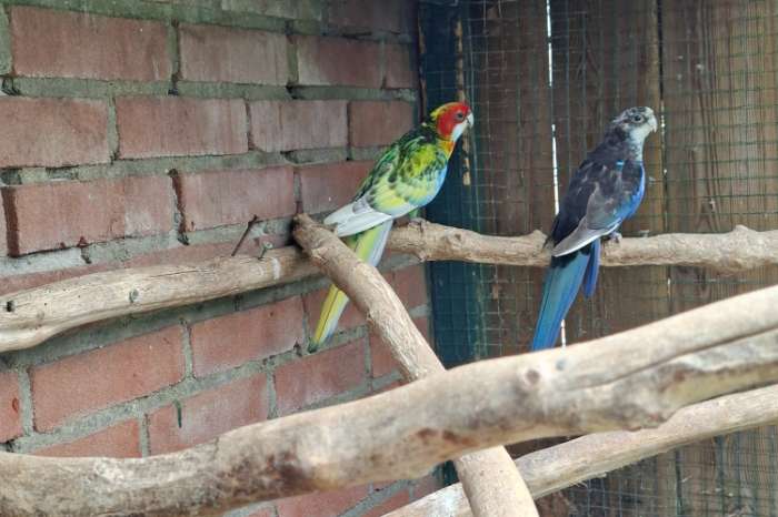 rosella
