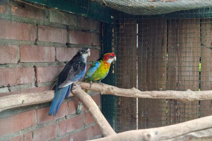 rosella