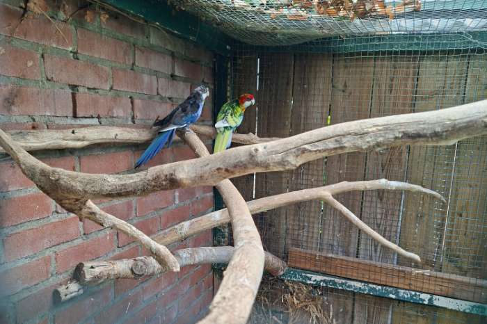 rosella