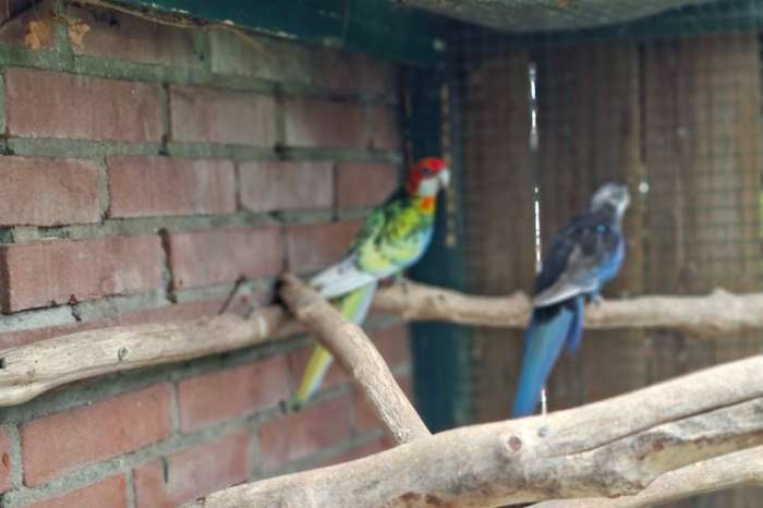 rosella