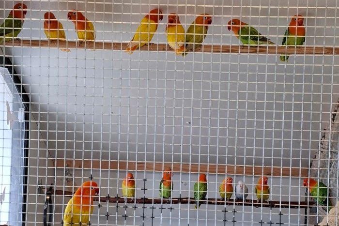 jonge fischeri’s