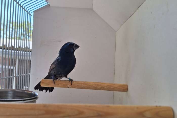 amerikaanse blauwe bisschop man