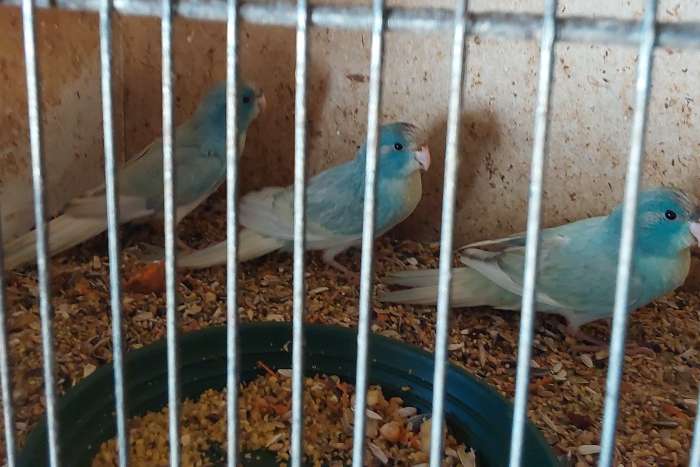 jonge kakariki ( blauwgezoomd,cremefallow.creme)