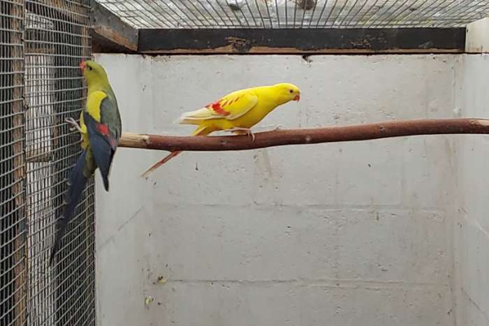 bergen.cloncury.barnard.barraband.rosella koppels