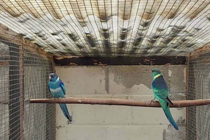 bergen.cloncury.barnard.barraband.rosella koppels